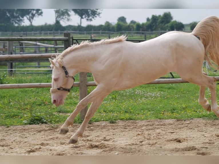 Französisches Reitpony Hengst 12 Jahre 151 cm Cremello in LA GENETOUZE