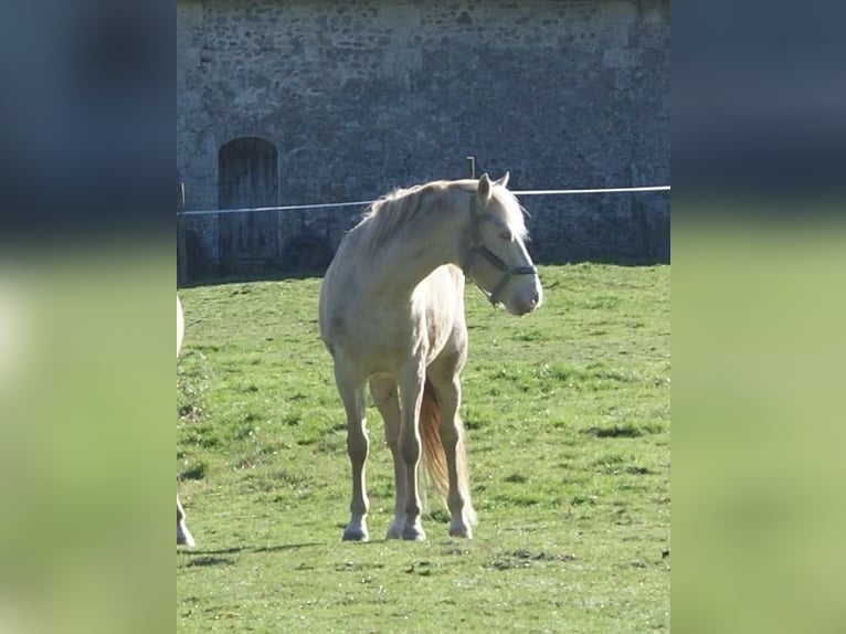 Französisches Reitpony Hengst 12 Jahre 151 cm Cremello in LA GENETOUZE