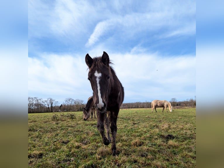 Französisches Reitpony Hengst 1 Jahr 147 cm Rappe in Louhans