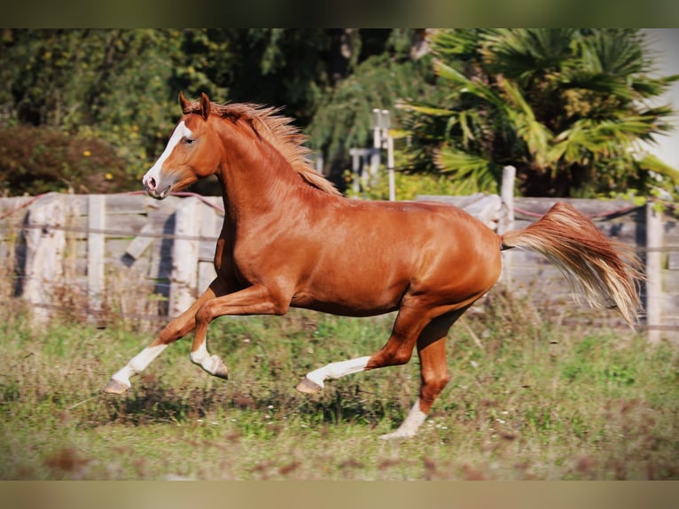 Französisches Reitpony Hengst 2 Jahre 143 cm Fuchs in Bouée