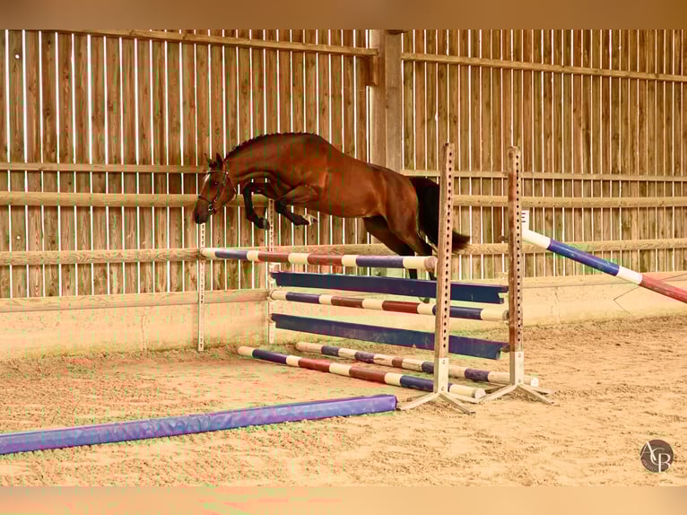 Französisches Reitpony Hengst 2 Jahre 145 cm Brauner in Ch&#xE2;teau-Gontier