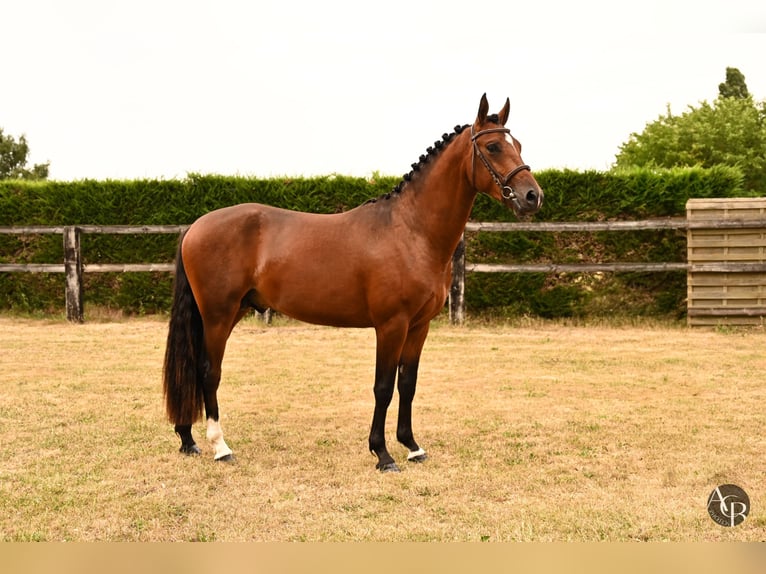 Französisches Reitpony Hengst 2 Jahre 145 cm Brauner in Ch&#xE2;teau-Gontier
