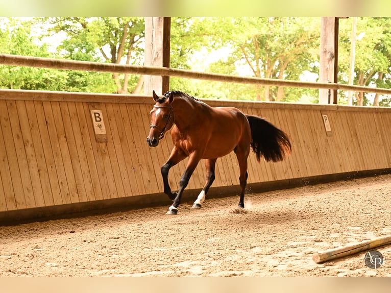 Französisches Reitpony Hengst 2 Jahre 145 cm Brauner in Ch&#xE2;teau-Gontier