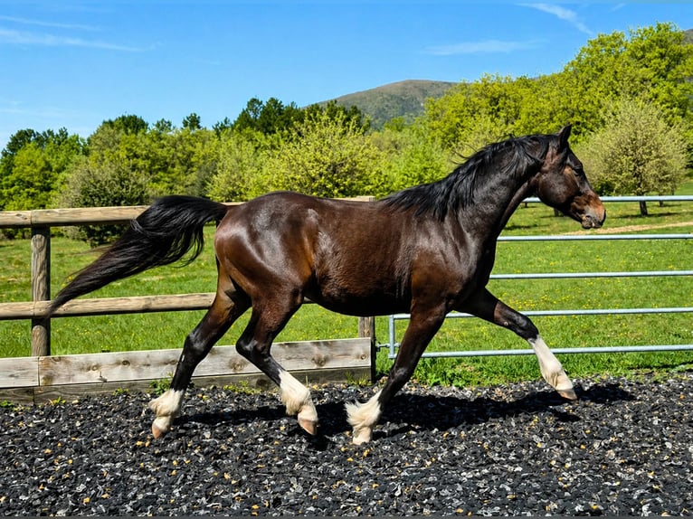 Französisches Reitpony Hengst 2 Jahre 145 cm Dunkelbrauner in Drome