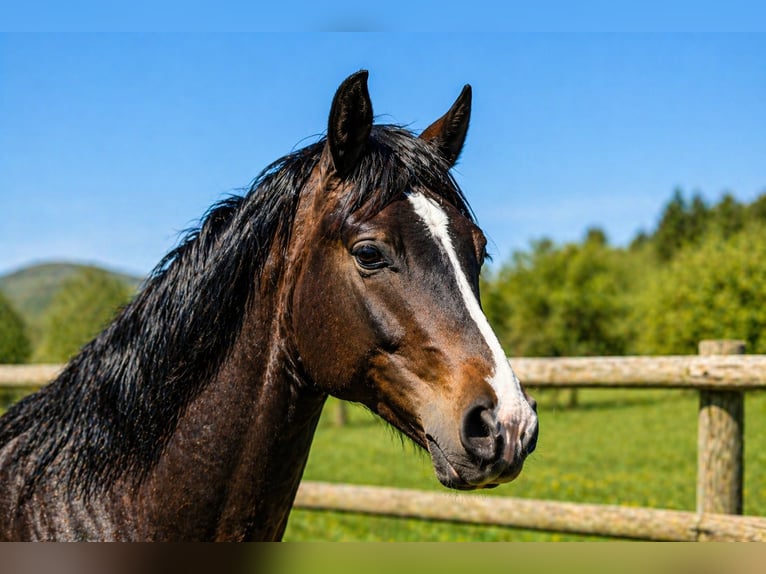 Französisches Reitpony Hengst 2 Jahre 145 cm Dunkelbrauner in Drome