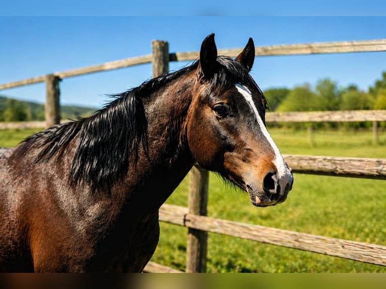 Französisches Reitpony Hengst 2 Jahre 145 cm Dunkelbrauner in Drome