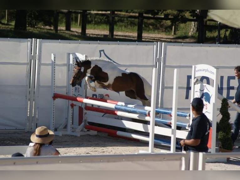 Französisches Reitpony Hengst 3 Jahre 115 cm Overo-alle-Farben in VERDELOT