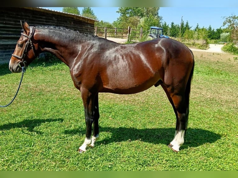 Französisches Reitpony Hengst 3 Jahre 141 cm Schwarzbrauner in Chalifert