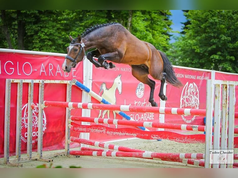 Französisches Reitpony Hengst 3 Jahre 148 cm Schwarzbrauner in Gorre