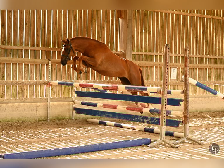 Französisches Reitpony Hengst 4 Jahre 147 cm Dunkelfuchs in Ch&#xE2;teau-Gontier