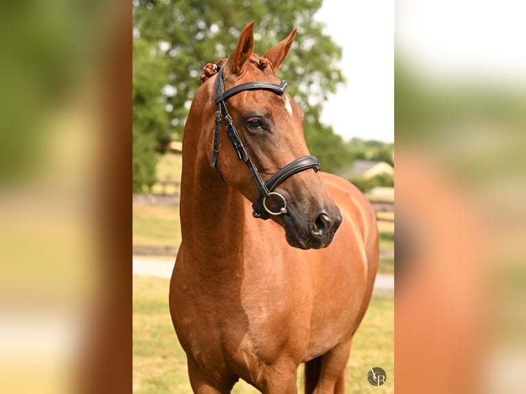 Französisches Reitpony Hengst 4 Jahre 147 cm Dunkelfuchs in Ch&#xE2;teau-Gontier