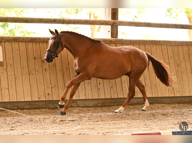 Französisches Reitpony Hengst 4 Jahre 147 cm Dunkelfuchs in Ch&#xE2;teau-Gontier