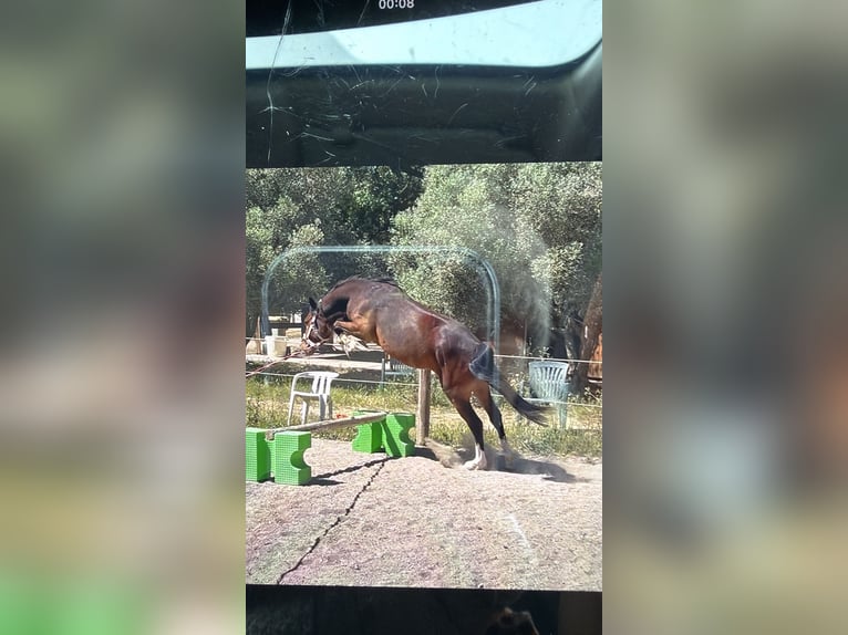 Französisches Reitpony Hengst 4 Jahre Brauner in Éguilles