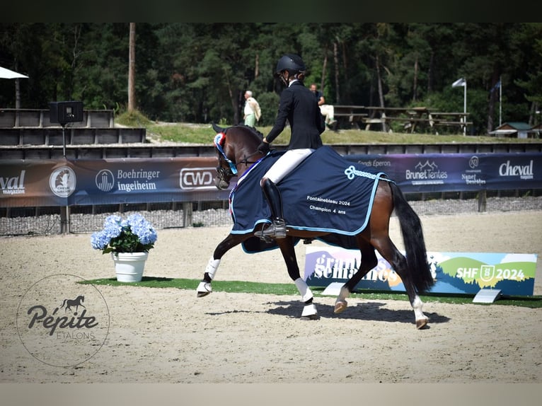Französisches Reitpony Hengst 5 Jahre 144 cm Brauner in FAYE AUX LOGES