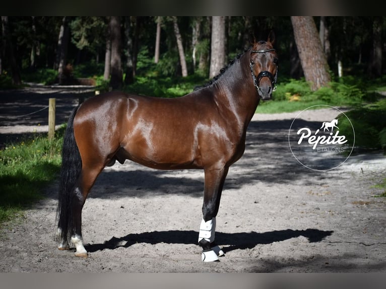 Französisches Reitpony Hengst 5 Jahre 144 cm Brauner in FAYE AUX LOGES