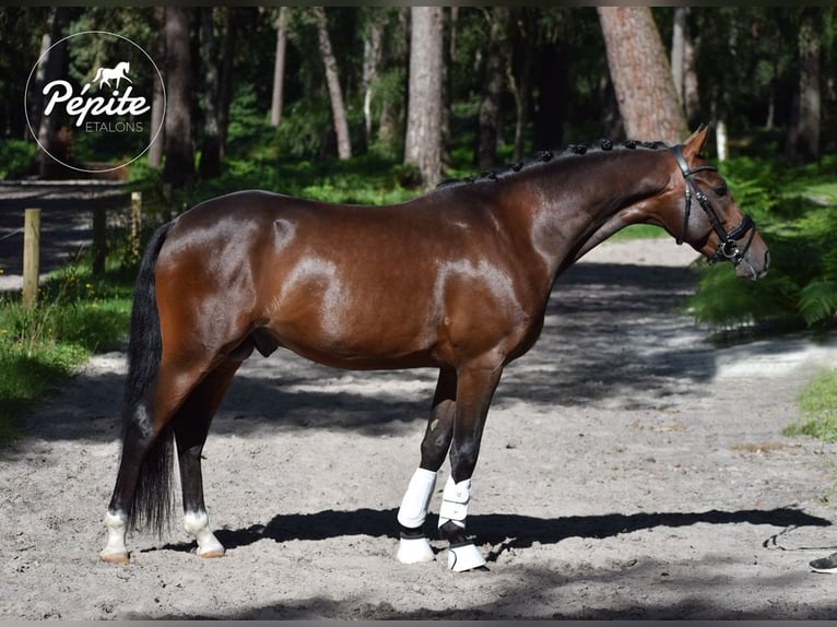 Französisches Reitpony Hengst 5 Jahre 144 cm Brauner in FAYE AUX LOGES