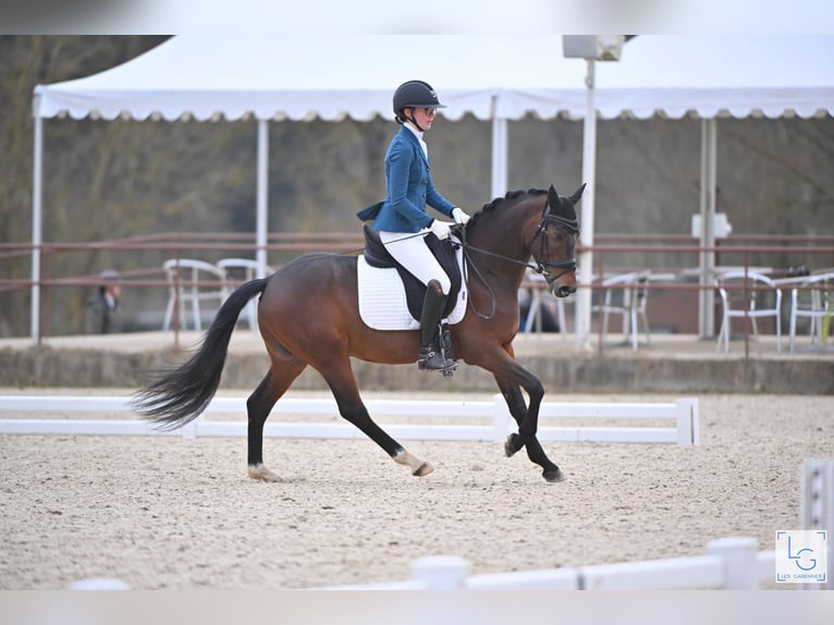 Französisches Reitpony Hengst 5 Jahre 144 cm Brauner in FAYE AUX LOGES
