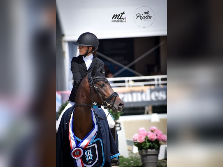 Französisches Reitpony Hengst 5 Jahre 144 cm Brauner in FAYE AUX LOGES