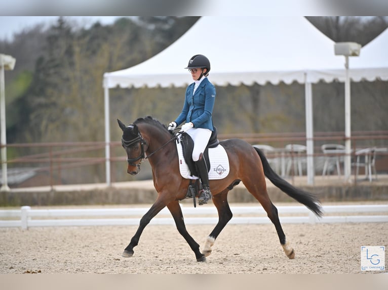 Französisches Reitpony Hengst 5 Jahre 144 cm Brauner in FAYE AUX LOGES