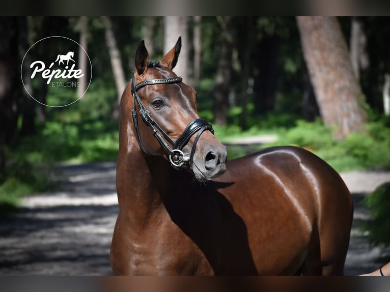 Französisches Reitpony Hengst 5 Jahre 144 cm Brauner in FAYE AUX LOGES