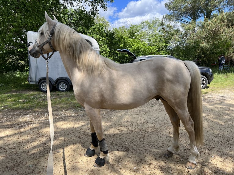 Französisches Reitpony Hengst 5 Jahre 145 cm Palomino in Bonnut