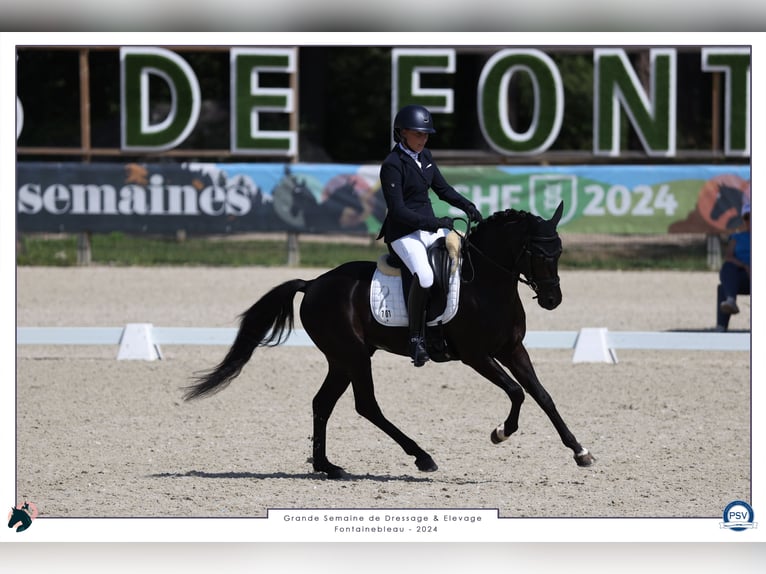 Französisches Reitpony Hengst 5 Jahre 148 cm Rappe in Mérignies