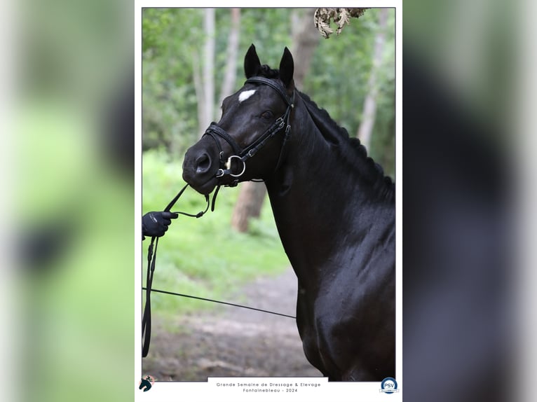 Französisches Reitpony Hengst 5 Jahre 148 cm Rappe in Mérignies
