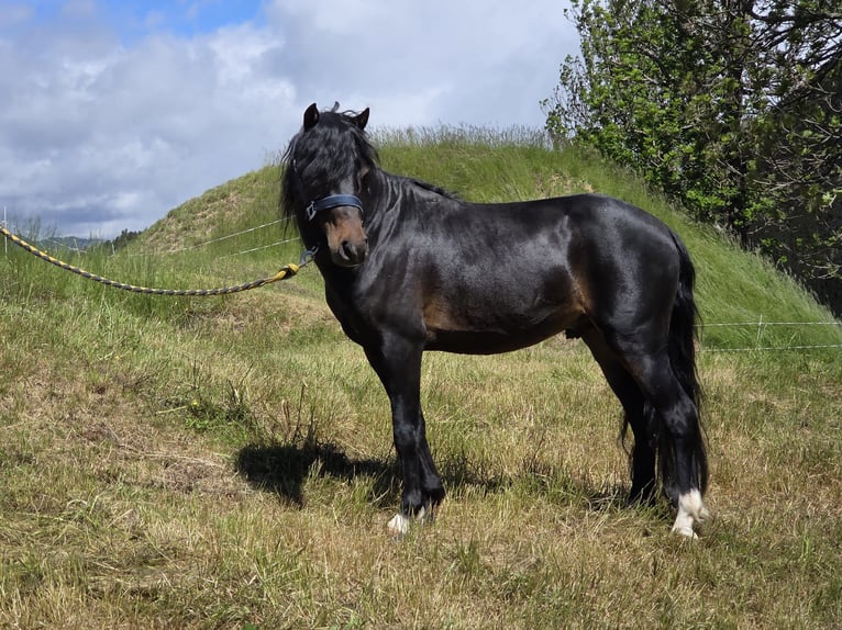 Französisches Reitpony Hengst 6 Jahre 116 cm Schwarzbrauner in Perpignan