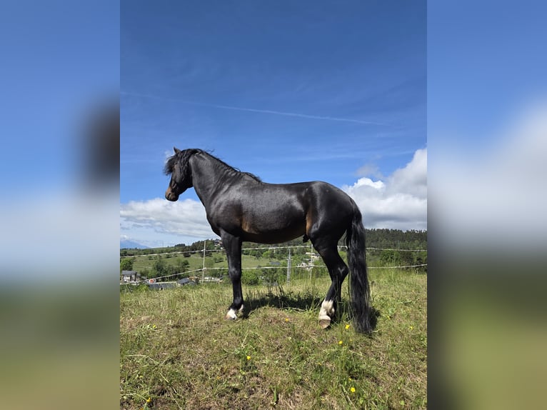 Französisches Reitpony Hengst 6 Jahre 116 cm Schwarzbrauner in Perpignan