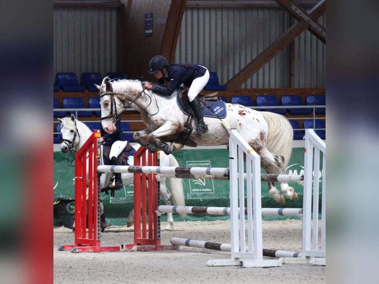 Französisches Reitpony Hengst 7 Jahre 149 cm Tigerschecke in COURTES