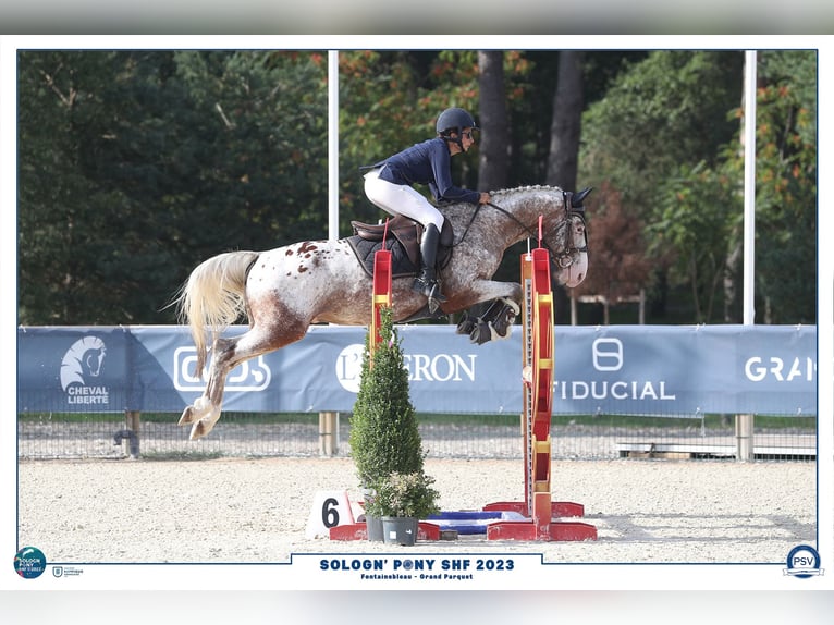 Französisches Reitpony Hengst 7 Jahre 149 cm Tigerschecke in COURTES