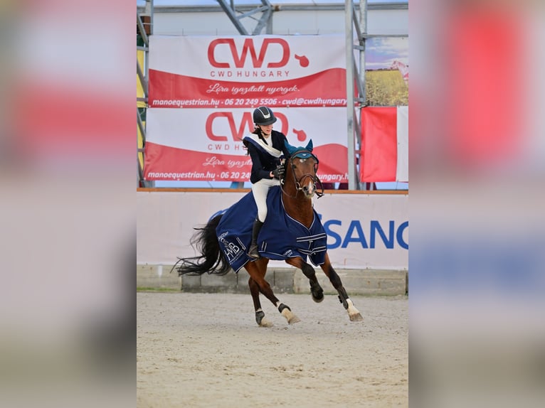 Französisches Reitpony Hengst 9 Jahre 147 cm Rotbrauner in T&#xF6;k