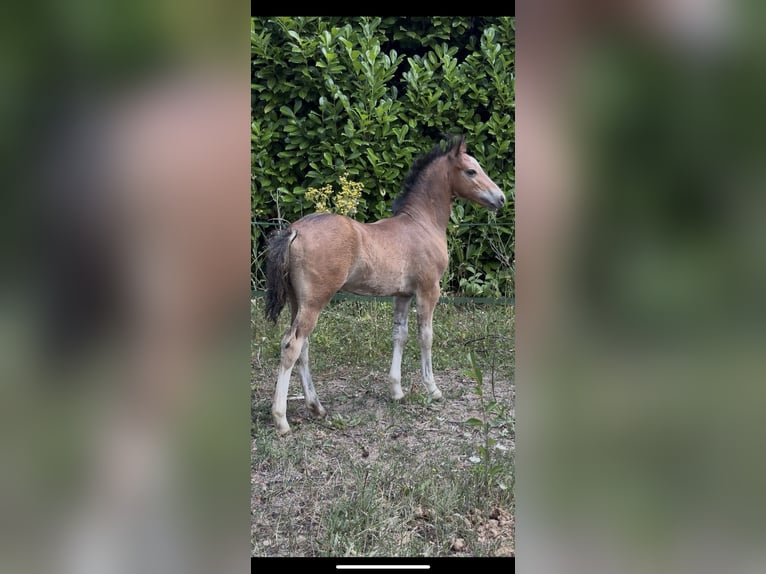 Französisches Reitpony Hengst Fohlen (05/2025) Brauner in Saint Just Sauvage