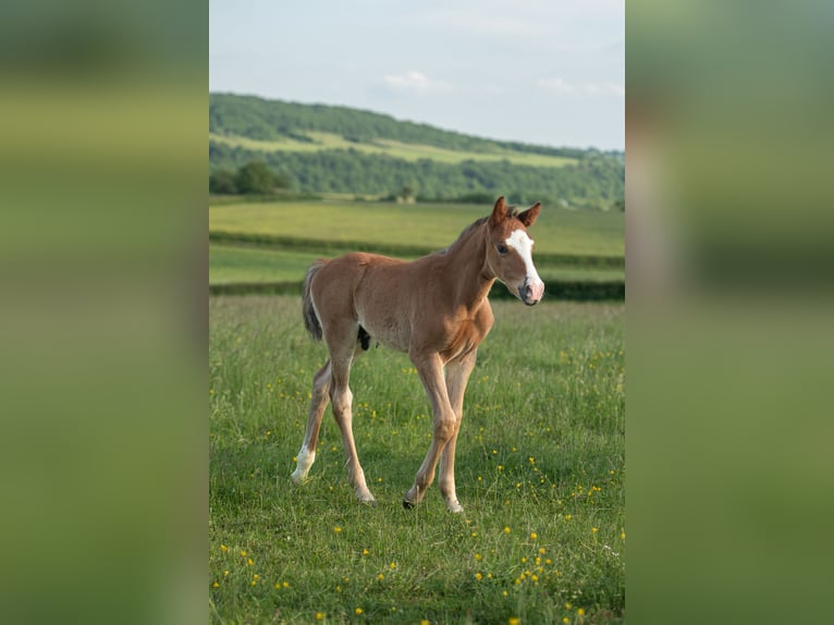 Französisches Reitpony Hengst Fohlen (01/2025) Brauner in Montagny-l&#xE8;s-Buxy