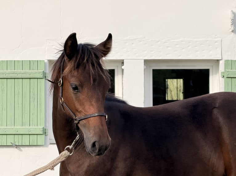 Französisches Reitpony Hengst Fohlen (02/2026) Schwarzbrauner in Escalans