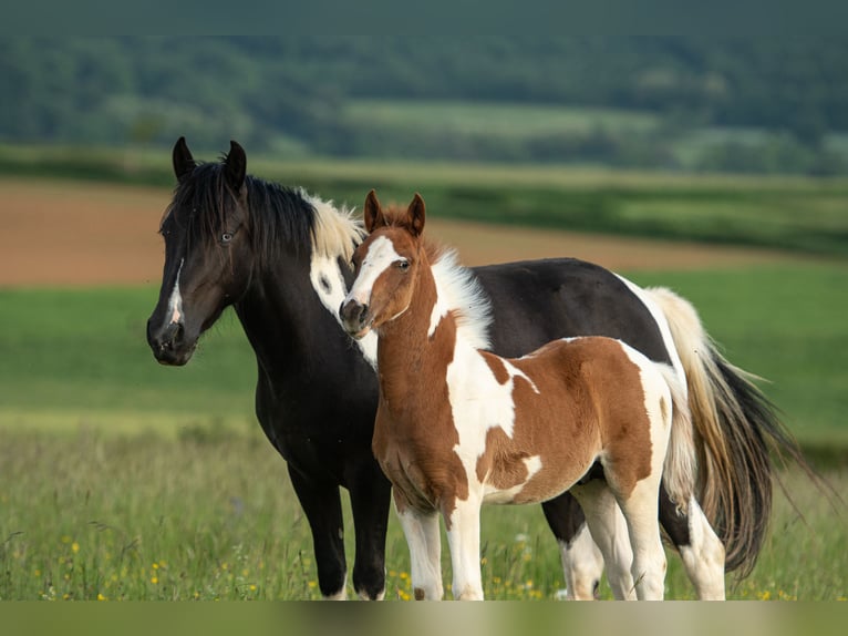 Französisches Reitpony Hengst  Tobiano-alle-Farben in cersot