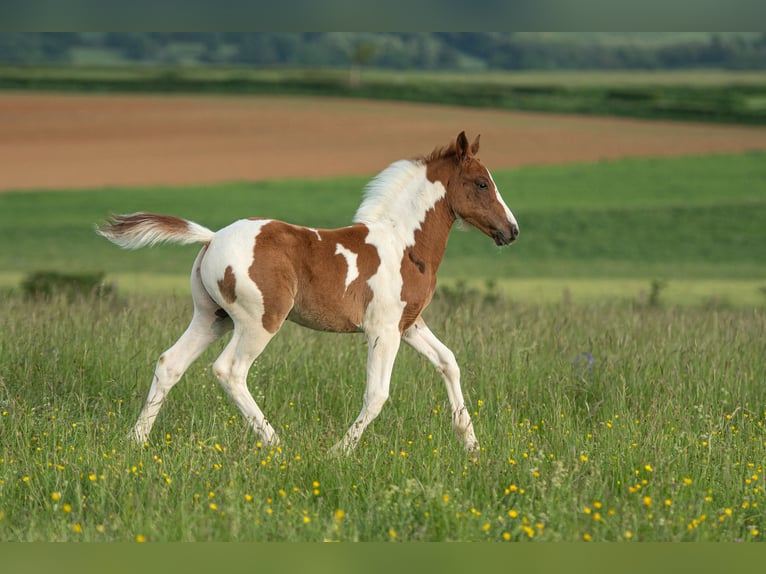 Französisches Reitpony Hengst  Tobiano-alle-Farben in cersot