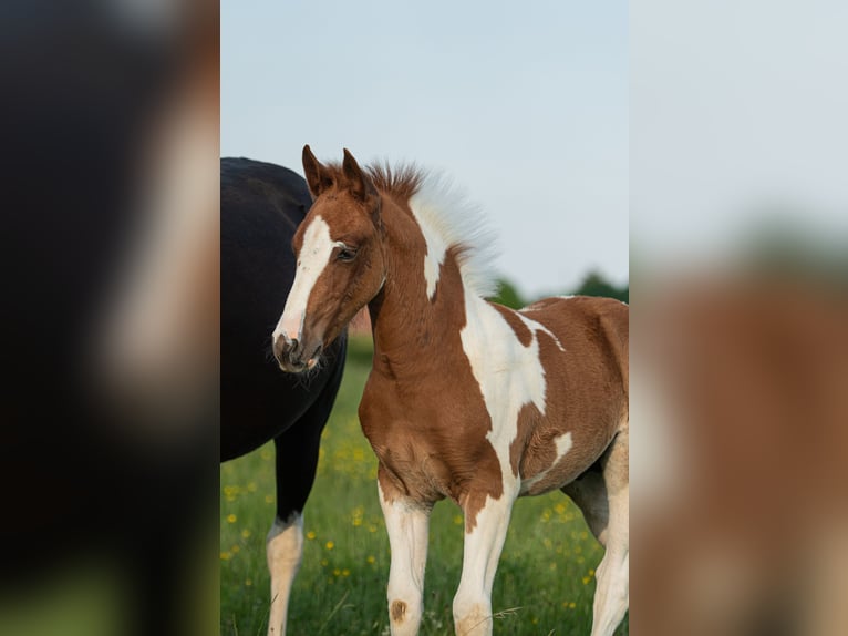 Französisches Reitpony Hengst  Tobiano-alle-Farben in cersot