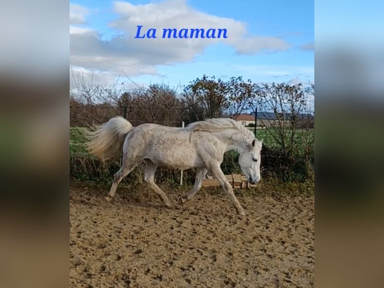 Französisches Reitpony Hengst Fohlen (03/2026) Tobiano-alle-Farben in MAISONS EN CHAMPAGNE