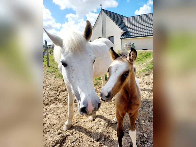 Französisches Reitpony Hengst Fohlen (03/2026) Tobiano-alle-Farben in MAISONS EN CHAMPAGNE