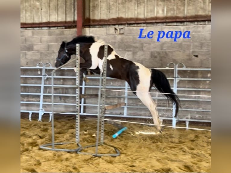 Französisches Reitpony Hengst Fohlen (03/2026) Tobiano-alle-Farben in MAISONS EN CHAMPAGNE
