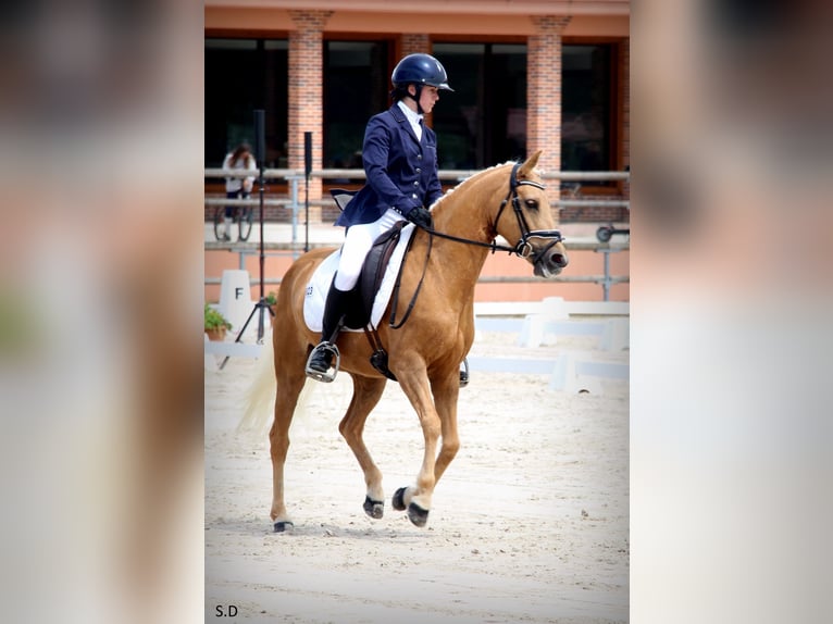 Französisches Reitpony Stute 10 Jahre 144 cm Palomino in VALMONT