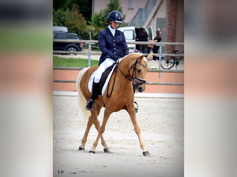 Französisches Reitpony Stute 10 Jahre 144 cm Palomino in VALMONT