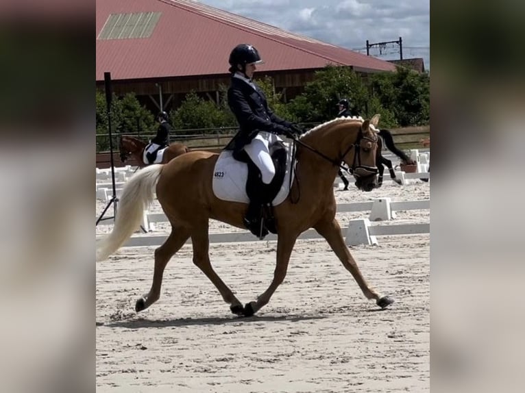 Französisches Reitpony Stute 10 Jahre 144 cm Palomino in VALMONT