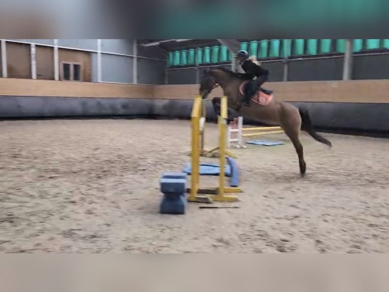 Französisches Reitpony Stute 10 Jahre 145 cm Brauner in Avillers-Sainte-Croix