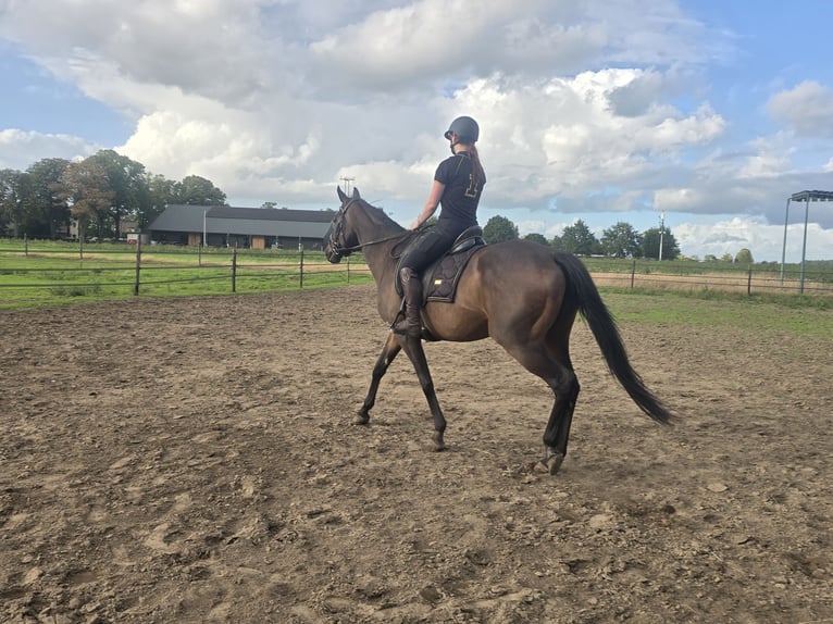 Französisches Reitpony Stute 10 Jahre 160 cm Schwarzbrauner in Babberich