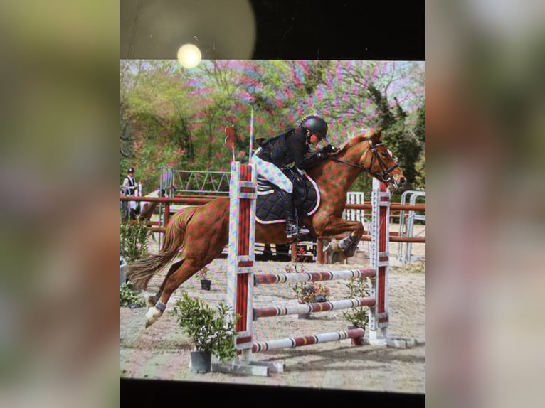 Französisches Reitpony Stute 11 Jahre 138 cm Fuchs in Éguilles