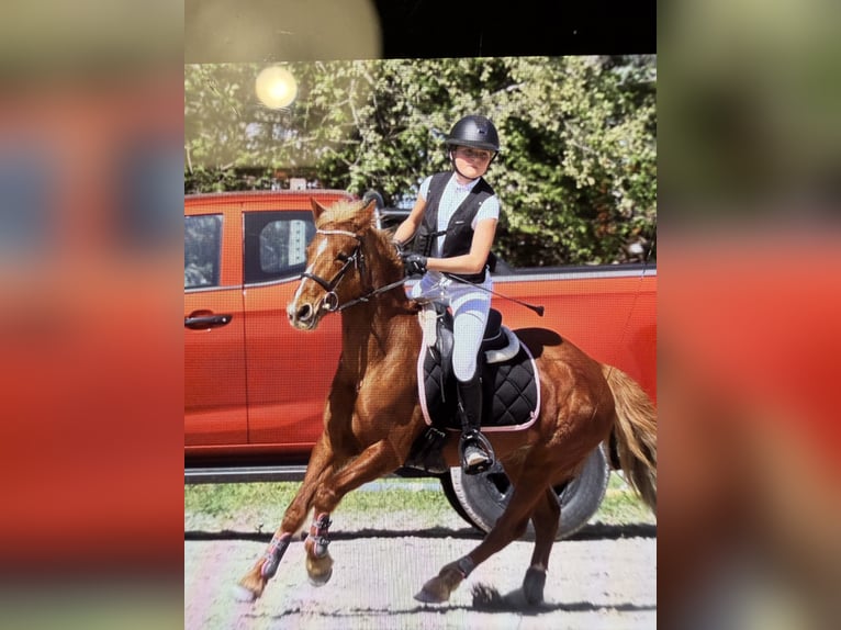 Französisches Reitpony Stute 11 Jahre 138 cm Fuchs in Éguilles