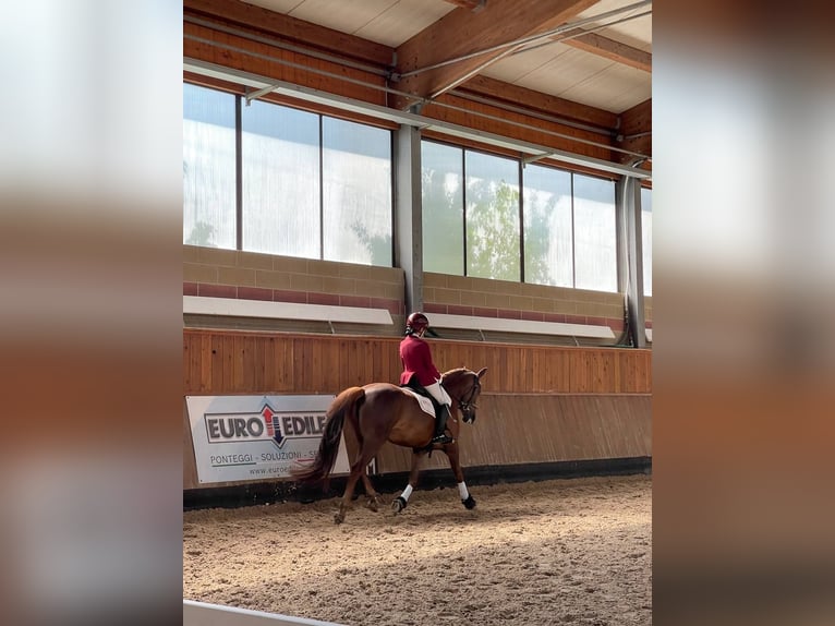 Französisches Reitpony Stute 11 Jahre 147 cm Dunkelfuchs in Mestre