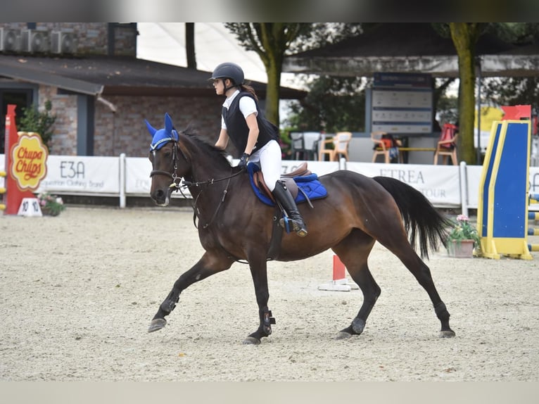 Französisches Reitpony Stute 11 Jahre 149 cm Dunkelbrauner in Milano